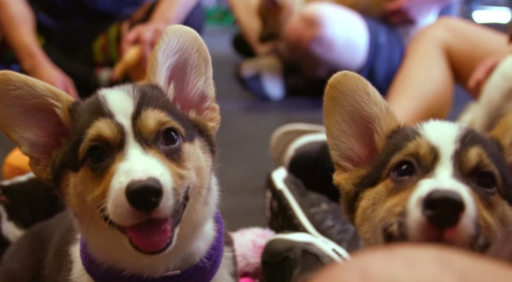 Why puppies make great advertising tools - Blog | Go Media